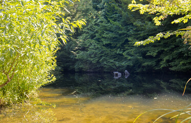 River level between trees. River in the forest. Tree branches reaching down to the river level. Branches with green leaves illuminated by warm summer rays.