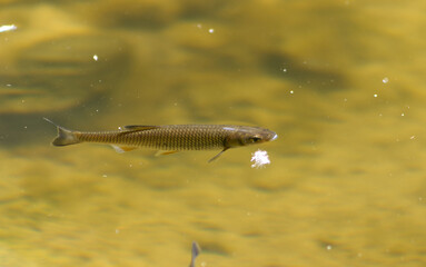 A small tiny fish swimming near the water surface of a pond. Fish in the water. Fish near the water...