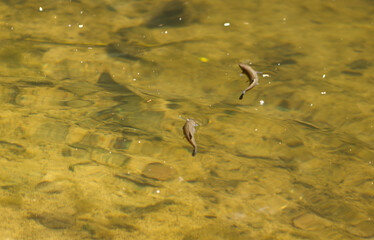 Two small fish swimming in a pond near the surface. Fish in a pond. Natural pond with two fish near the water surface.