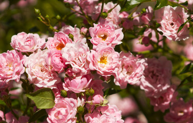 Detail of pink rose flowers. Bush rose in the park. Rose flowers in warm sunlight. Rose flowers and buds on a twig. Decorative romantic flower. Seasonal floral decoration of the park.
