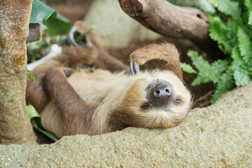 足羽山動物園のフタユビナマケモノの寝てる姿