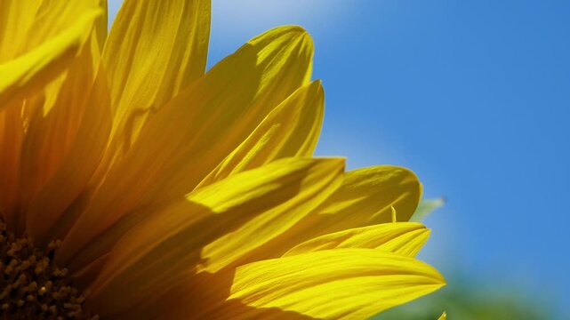 sunflower closeup almost macro view