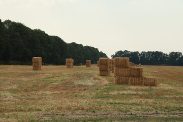 Haystacks in a field after the wheat harvest
