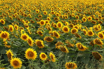 Obraz premium Agricultural field of sunflower in summertime