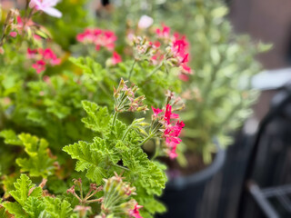 Beautiful Blooming Pink Scented Geranium Balcony Flowers in Decorative Flower Pot in Balcony Garden...