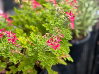 Beautiful Blooming Pink Scented Geranium Balcony Flowers in Decorative Flower Pot in Balcony Garden...