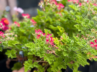 Beautiful Blooming Pink Scented Geranium Balcony Flowers in Decorative Flower Pot in Balcony Garden close up