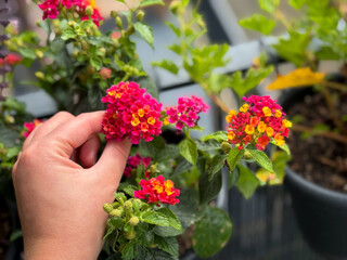 Blooming Pink Yellow Lantana camara Flowers in decorative Flower Pot and Female Hand in Balcony...