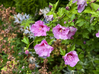 Beautiful blooming pink Hibiscus syriacus flowers in a summer garde