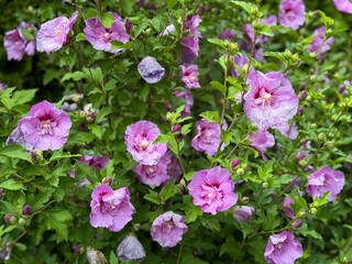 Beautiful blooming pink Hibiscus syriacus flowers in a summer garde
