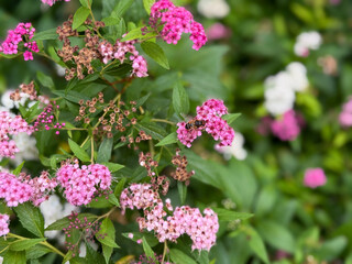 Cluster of pink and white Spirea flowers in full bloom with a bee collecting nectar close up