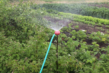 watering the garden on the farm