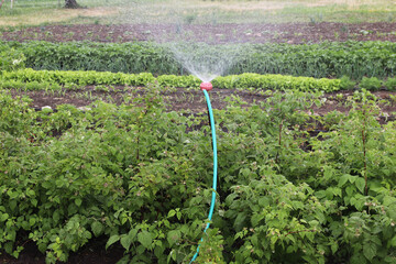 watering the garden on the farm