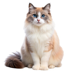 Obraz premium Majestic ragdoll cat with striking blue eyes sitting proudly isolated on transparent background