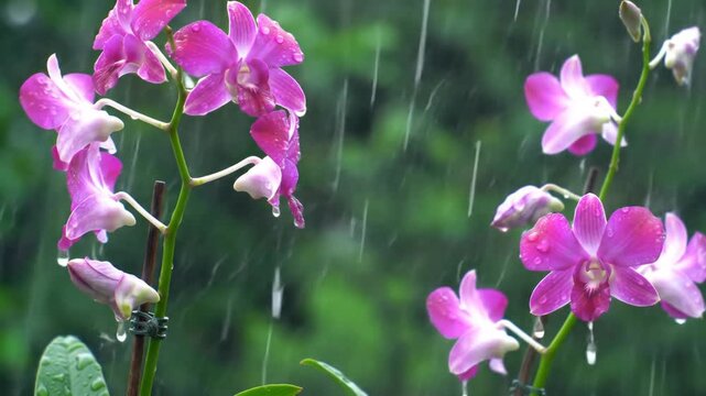 Floral Cascade Pink Orchids Blooms Freshness Showered by Summer Rains