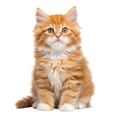 Obraz premium Adorable fluffy orange tabby kitten sitting attentively isolated on transparent background