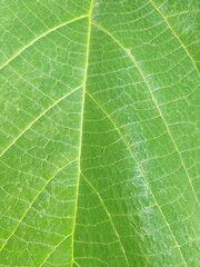 Beechwood green leaf texture