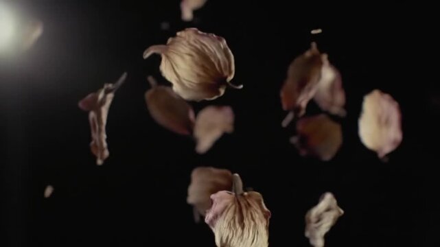 flower of a cactus