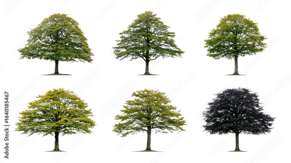 Aufkleber collection of six trees showcasing different stages of foliage and color variations. trees display l