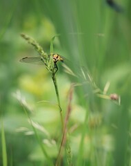 Dragonfly perched on grass in a green field.