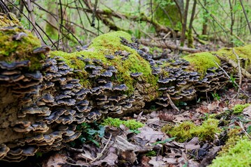 Mossy Log with Fungi in Forest