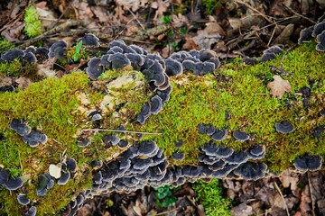 Mossy Log with Fungi in Forest