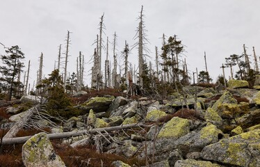 Rugged landscape with dead trees and rocks.