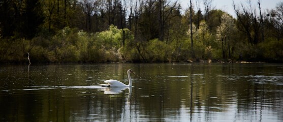 Serene swan on a tranquil lake with lush surroundings.