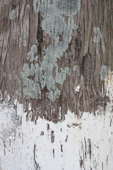 old wood texture