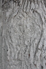 bark of a tree