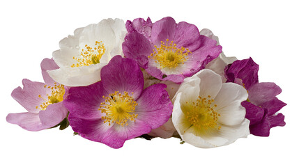Beautiful arrangement of vibrant flowers featuring white and purple petals, showcasing delicate details and bright yellow centers, perfect for adding touch of nature elegance to any design
