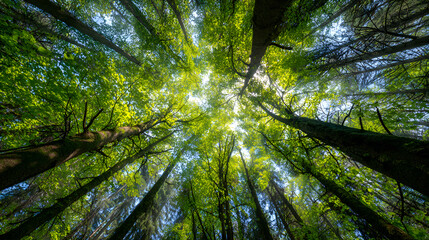 Sunlight filtering through green canopy in lush forest