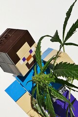 Naklejka premium Detail of LEGO Minecraft action figure of main character Steve adoring long leaves and flowers of female hemp plant, latin name Cannabis Sativa. 