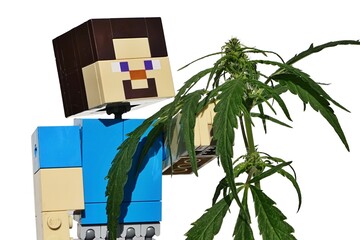 Naklejka premium LEGO Minecraft action figure of main character Steve touching long leaves and flowers of female hemp plant, latin name Cannabis Sativa. 