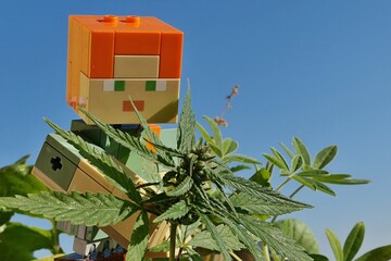 Fototapeta premium LEGO Minecraft figure of main female character Alex picking young female hemp plant, latin name Cannabis Sativa. Sunlit by summer daylight sunshine, blue skies in background. 