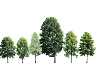 Obraz premium Collection of Six Realistic Green Trees Isolated on Black Background for Design Projects