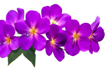 Obraz premium Purple Orchid Flowers Isolated on White Background