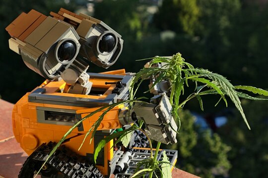 LEGO model of robot Wall-.E from Disney Pixar movie of the same name, examining closely young female hemp plant, latin name Cannabis Sativa, standing on ceramic tiles. Park foliage in background. 