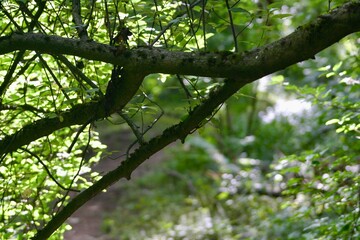 A tranquil view through a canopy of trees opens to a sunlit clearing. Golden rays filter through the leaves, casting dappled light and creating a peaceful, natural sanctuary bathed in warmth.