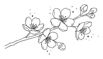 cherry blossom branch sakura flower vector line art © Aisha Kudorova
