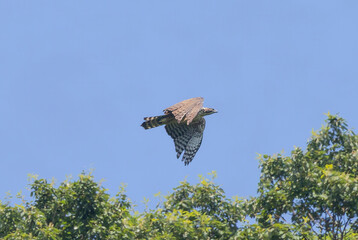 飛翔するクマタカ