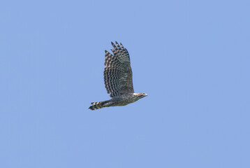 飛翔するクマタカ