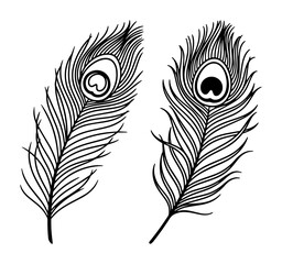 Obraz premium peacock feather pair elegant line vector illustration