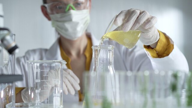 Female scientist researcher wearing a lab coat, white gloves, and mask, is pouring a yellow oily liquid from a beaker into an Erlenmeyer flask in laboratory, portrait. Science and medicine concepts