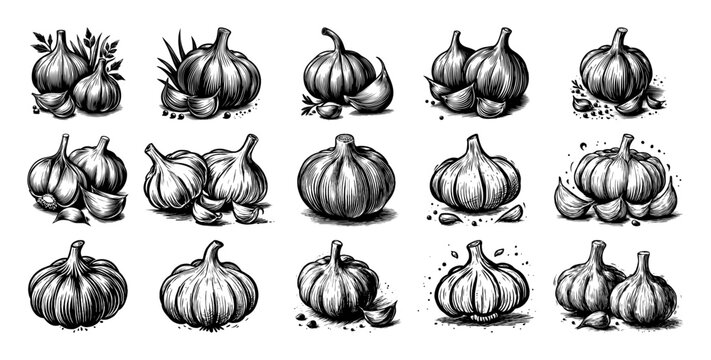 hand drawn garlic bulb collection set