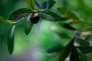 Obraz premium Close-Up of Olive on Branch with Green Leaves