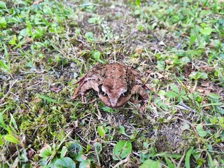 Frog in the grass