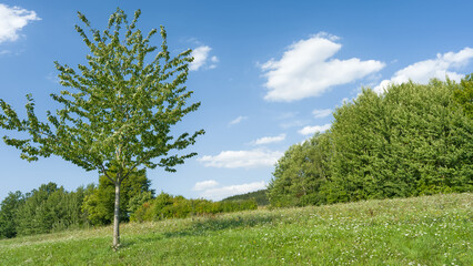 Einzelner Baum auf blühender Wiese vor blauem Himmel mit Schäfchenwolken