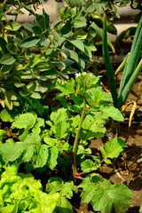 kwitnąca rzodkiewka w ogrodzie na grządce warzywnej,  białe kwiaty rzodkiewki, Raphanus sativus var. sativus, flowering radish in the garden  © kateej