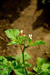 kwitnąca rzodkiewka w ogrodzie na grządce warzywnej,  białe kwiaty rzodkiewki, Raphanus sativus var. sativus, flowering radish in the garden 